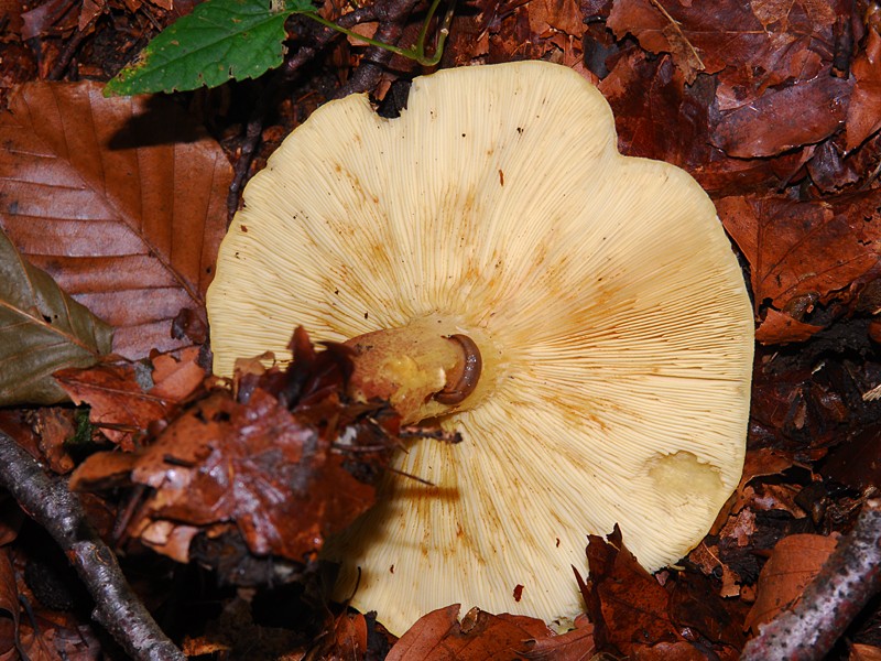 Tricholomopsis rutilans