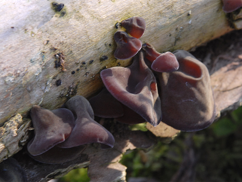 Auricularia auricula-judae