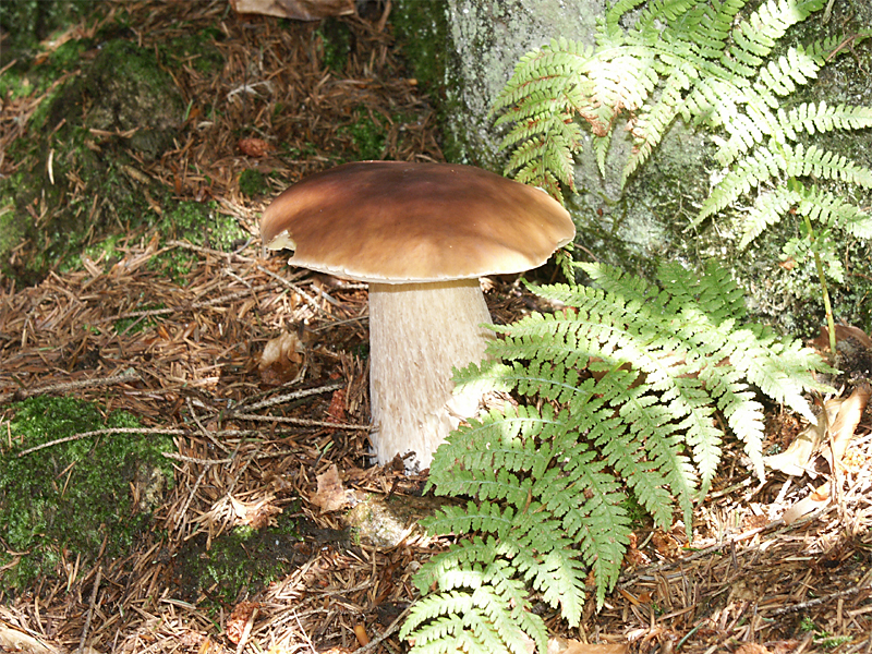 Boletus edulis