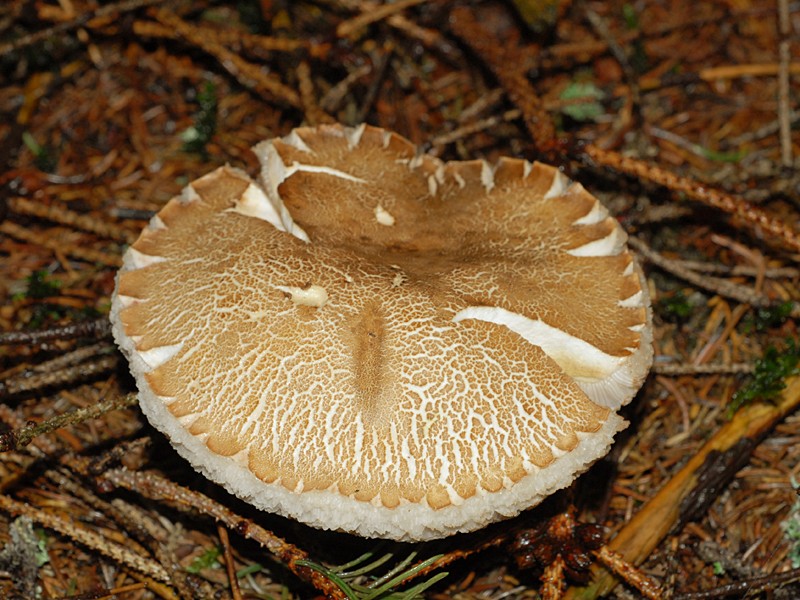 Tylopilus felleus