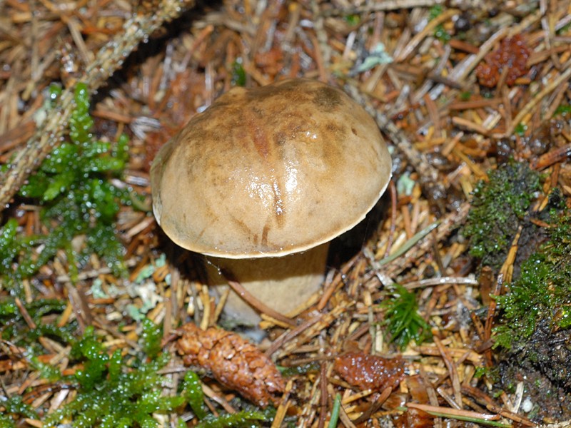 Tylopilus felleus