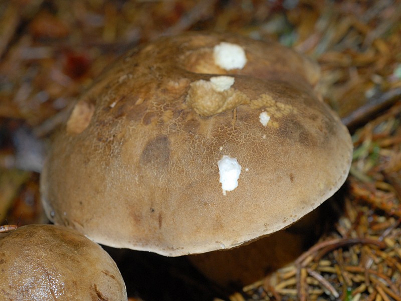 Tylopilus felleus