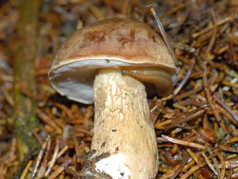 Tylopilus felleus