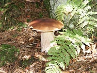 Steinpilz