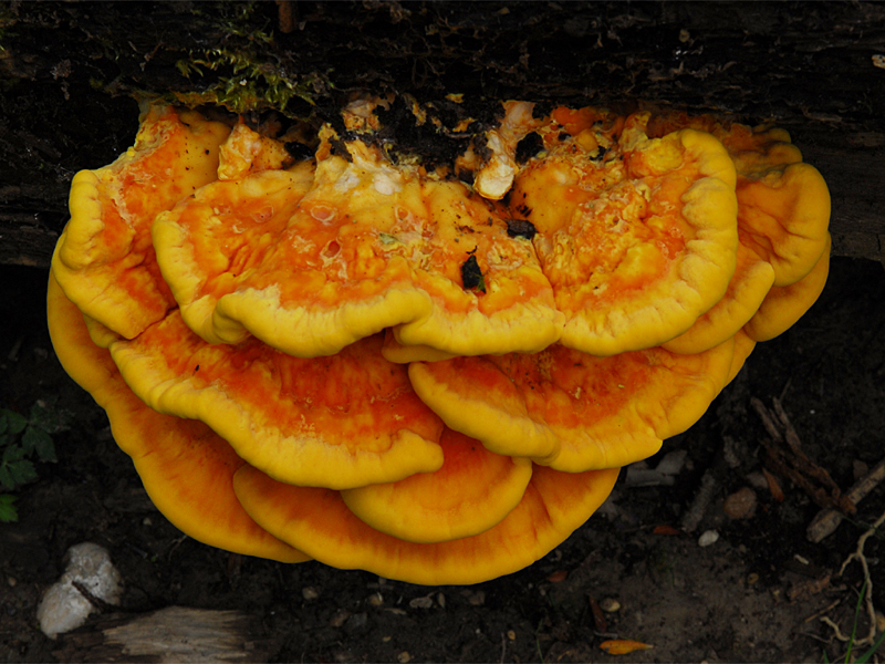 Laetiporus sulphureus