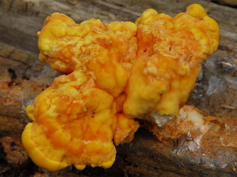 Laetiporus sulphureus