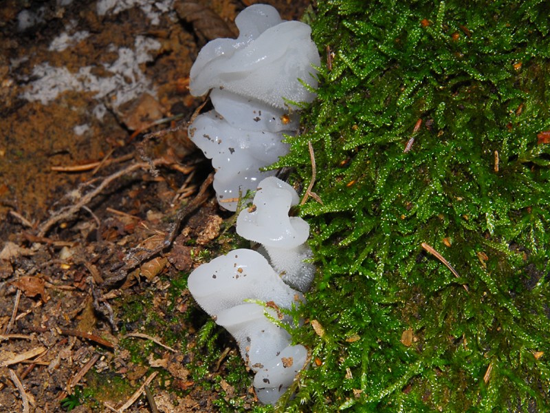 Pseudohydnum gelatinosum