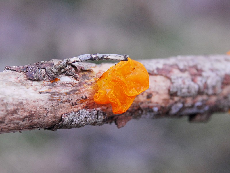 Tremella mesenterica