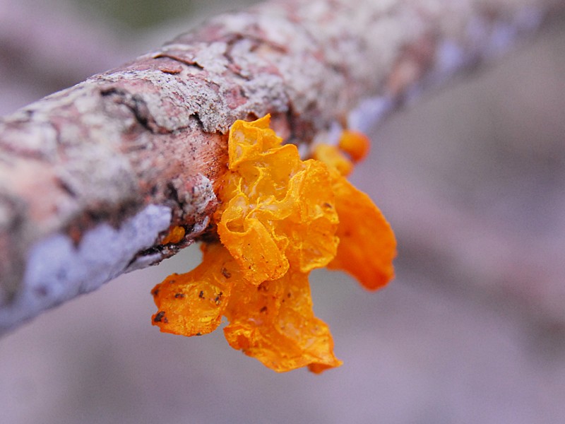 Tremella mesenterica