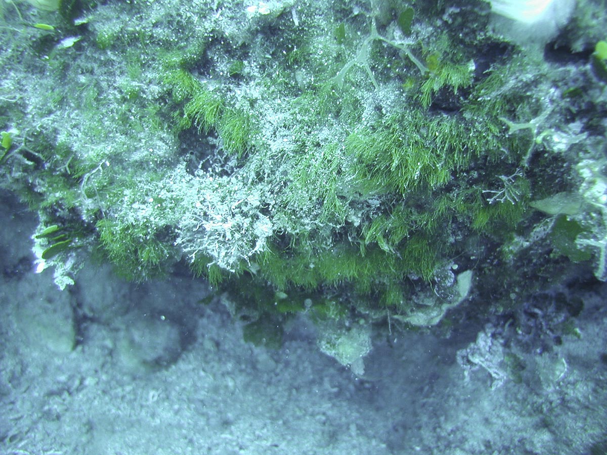 Pedobesia lamourouxii 