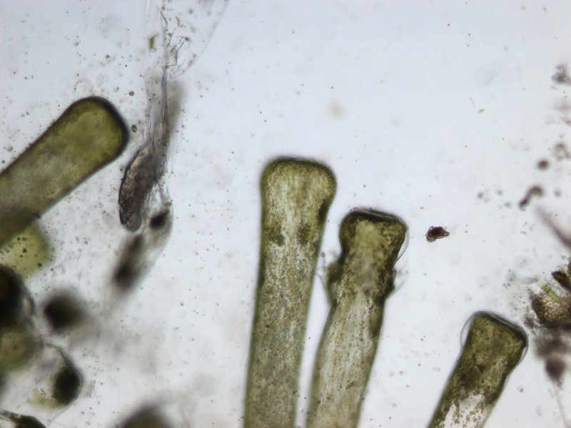 Codium effusum