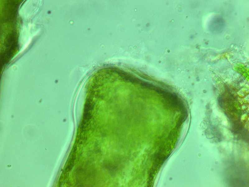 Codium effusum