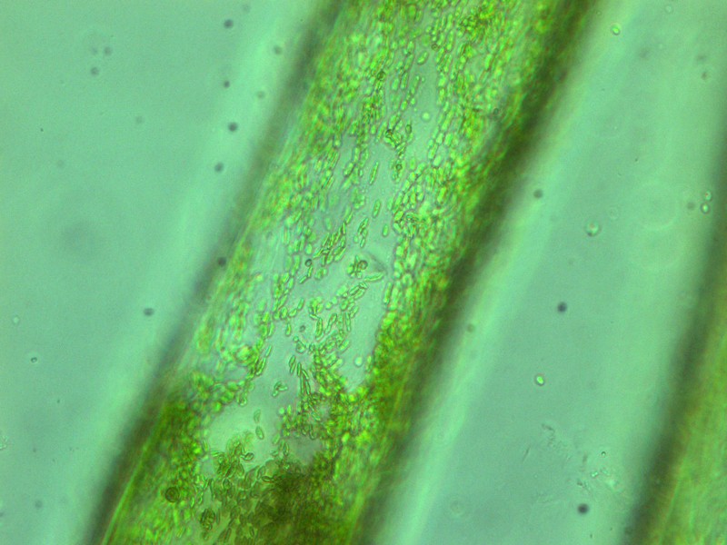 Codium effusum