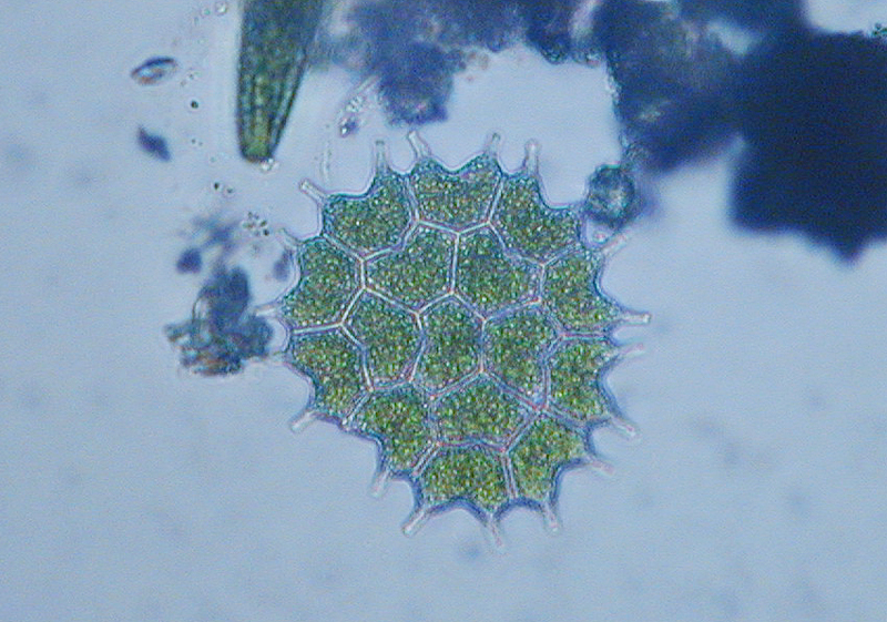 Pediastrum sp.