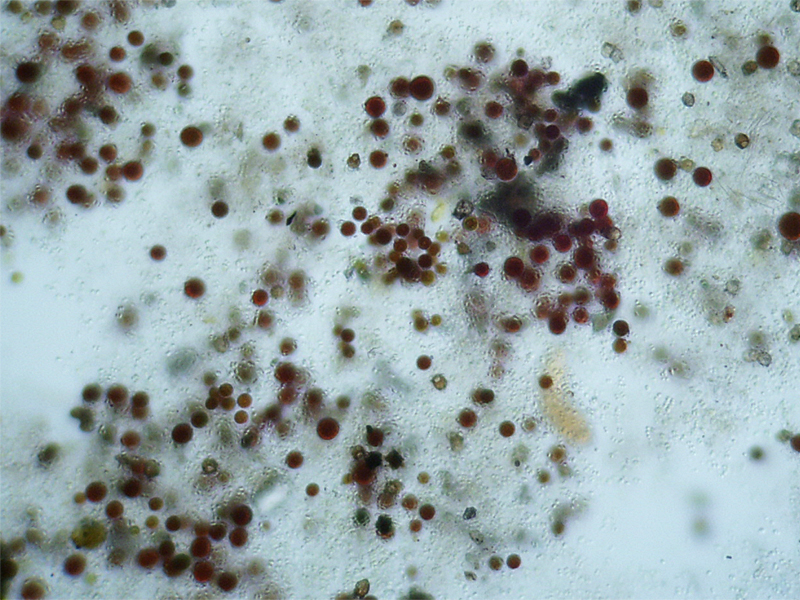 Haematococcus pluvialis