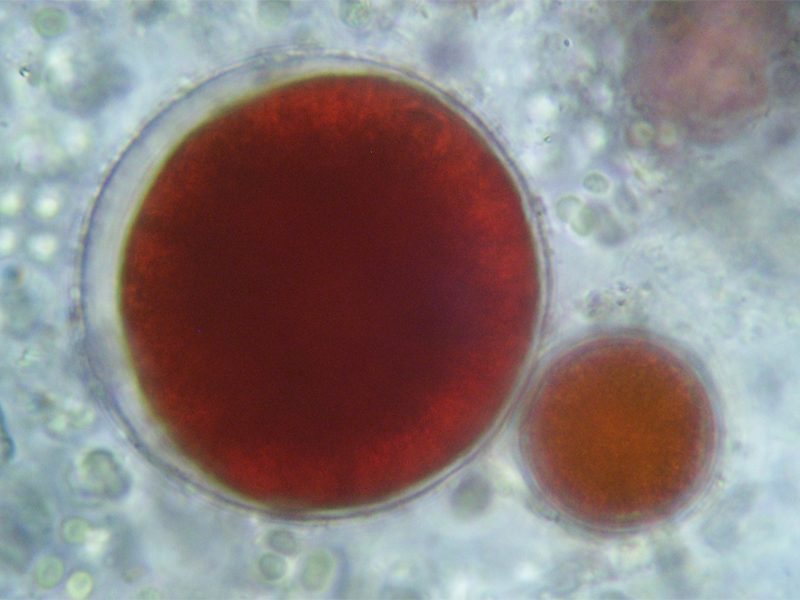 Haematococcus pluvialis