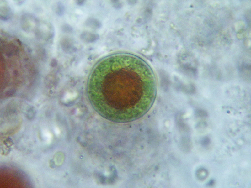 Haematococcus pluvialis