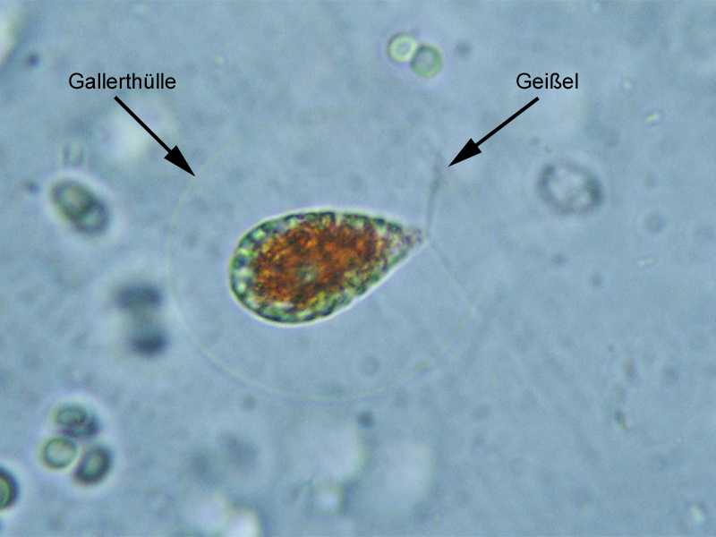 Haematococcus pluvialis