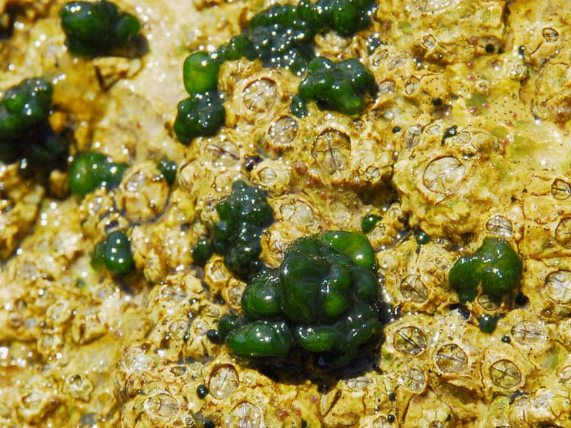Rivularia sp.