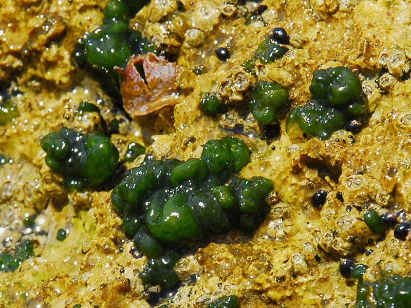 Rivularia sp.
