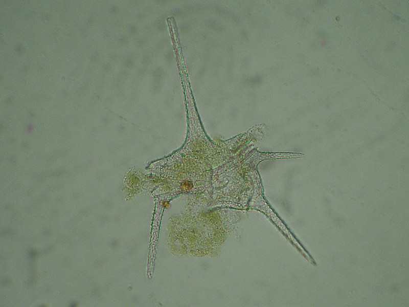 Ceratium hirundinella