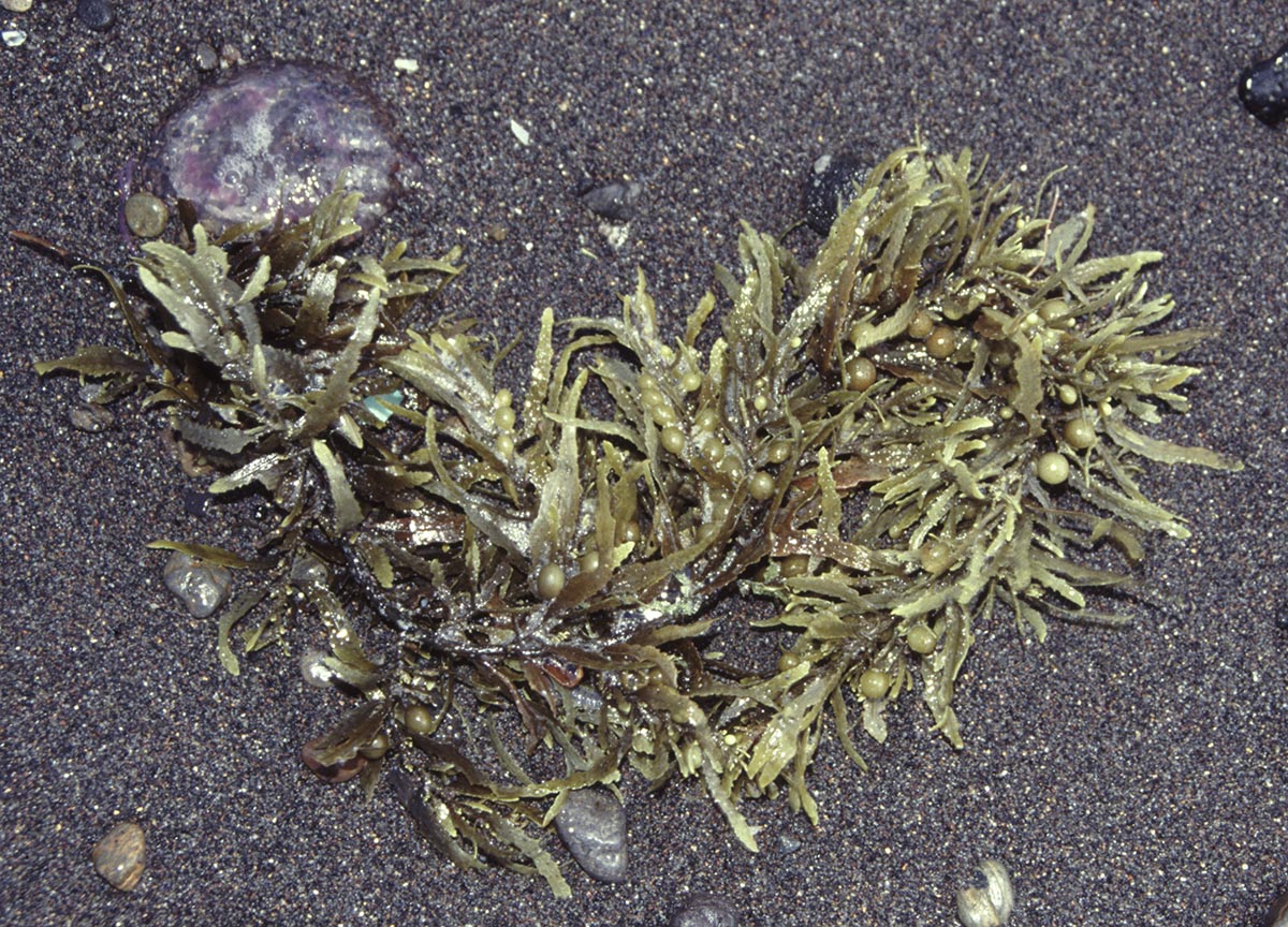 Sargassum sp.