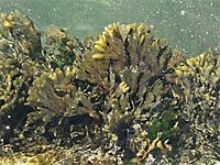 Mittelmeer-Fucus