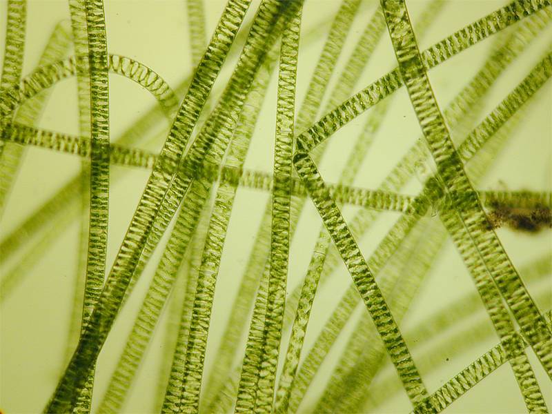 Spirogyra sp.