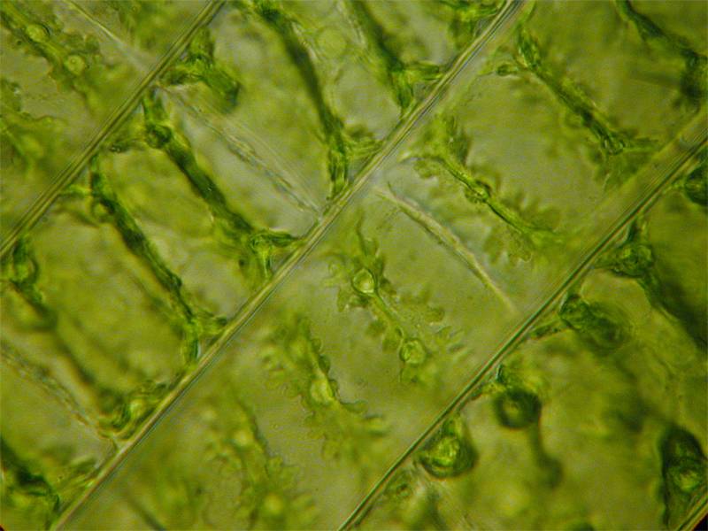Spirogyra sp.