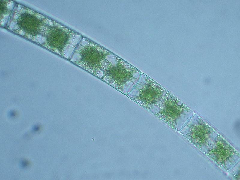 Zygnema sp.