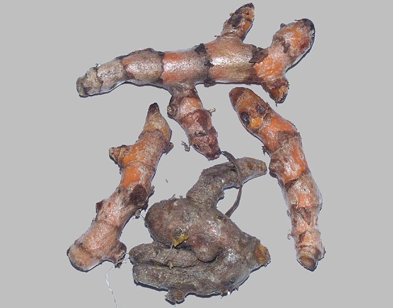 Curcuma longa