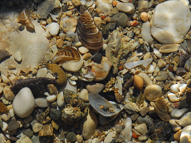 Dreissena polymorpha