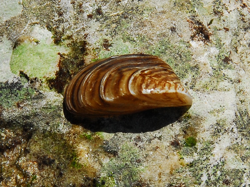 Dreissena polymorpha