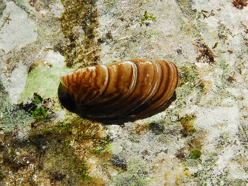 Dreissena polymorpha