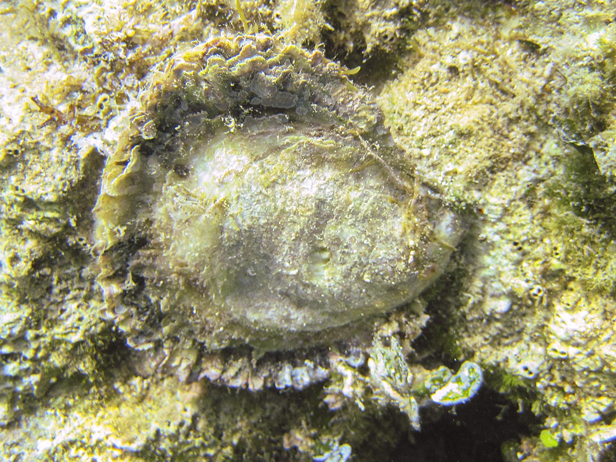 Ostrea edulis