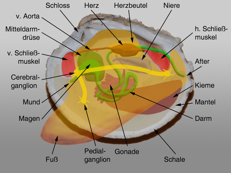 Grafik Muschelbauplan