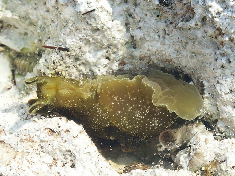 Aplysia punctata