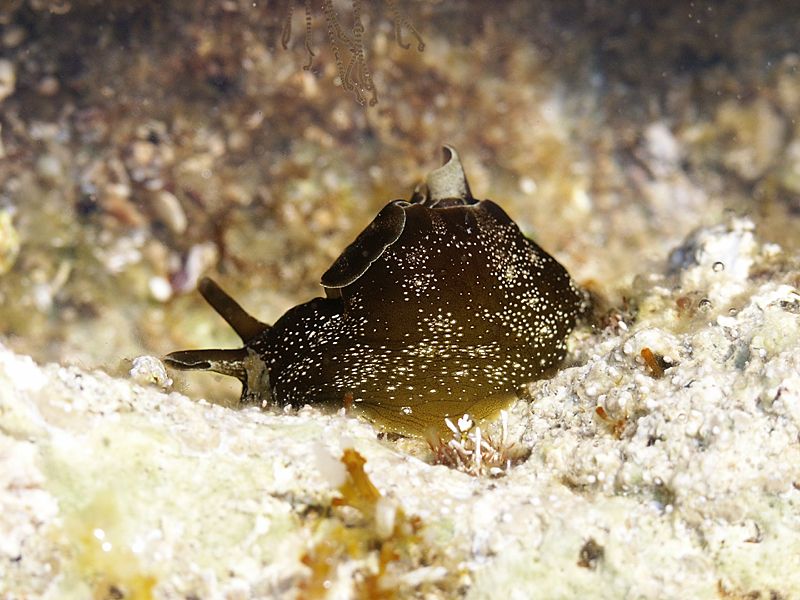 Aplysia punctata