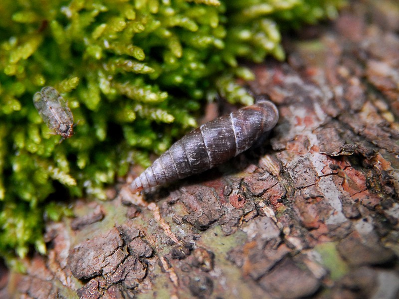 Cochlodina laminata