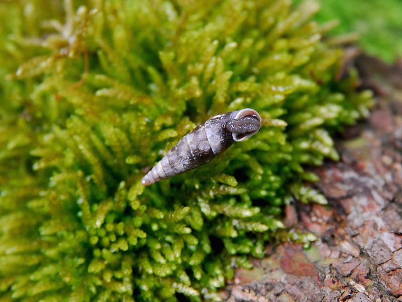 Cochlodina laminata