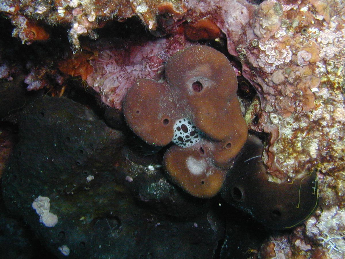 Peltodoris atromaculata