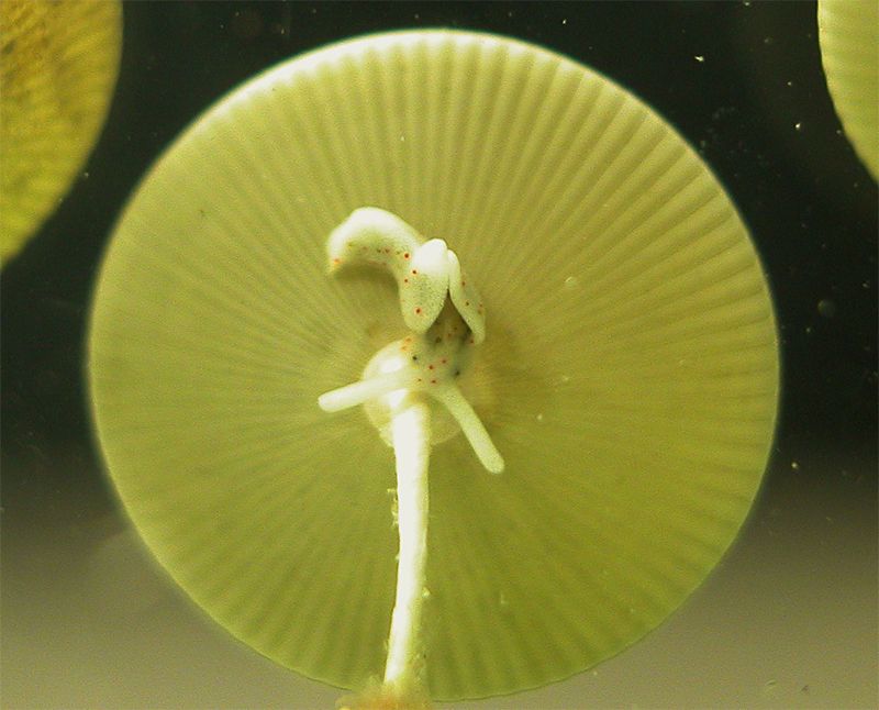 Elysia viridis