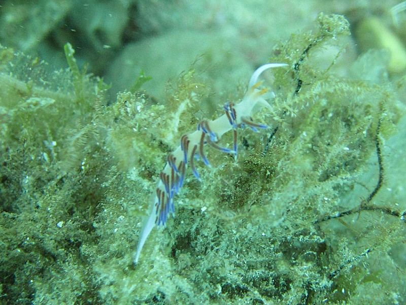 Cratena peregrina