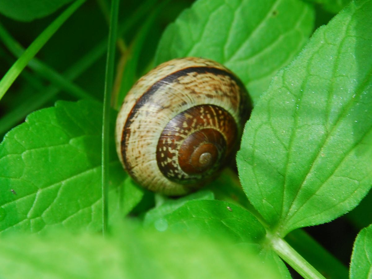 Arianta arbustorum