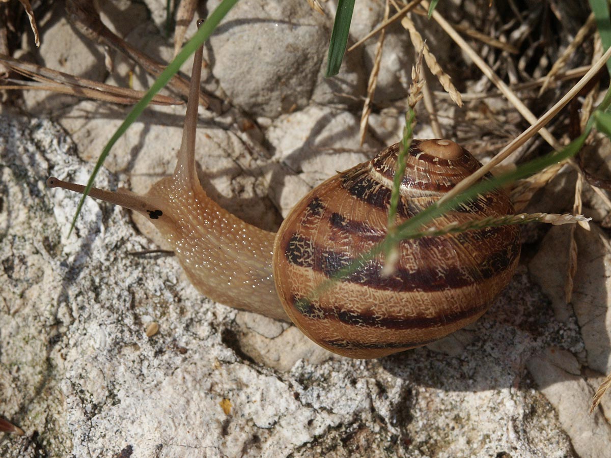 Habitus