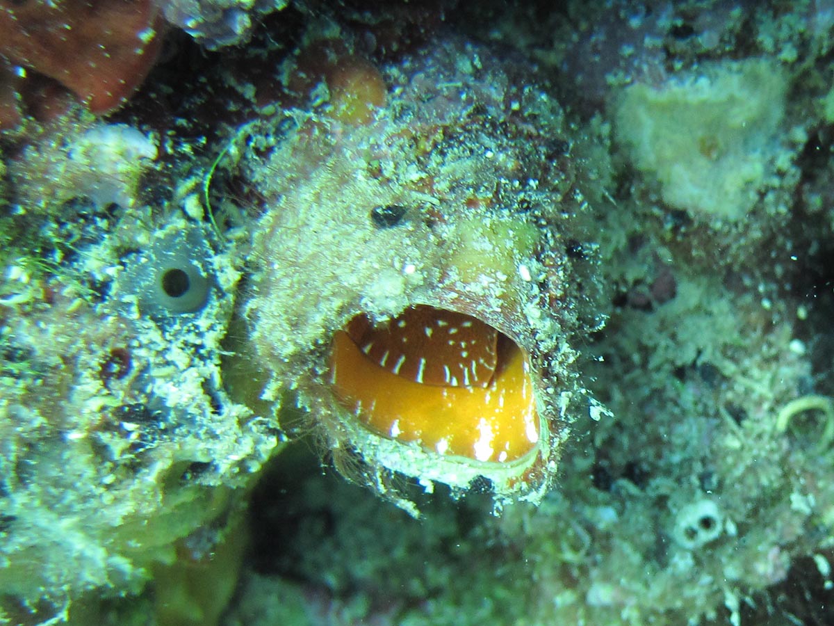 Serpulorbis arenaria