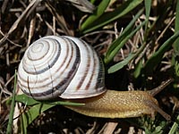 Cepaea vindobonensis