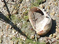 Pantoffelschnecke