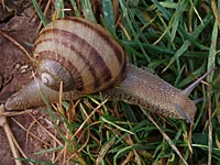 Helix aspera