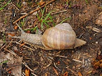 Helix pomatia